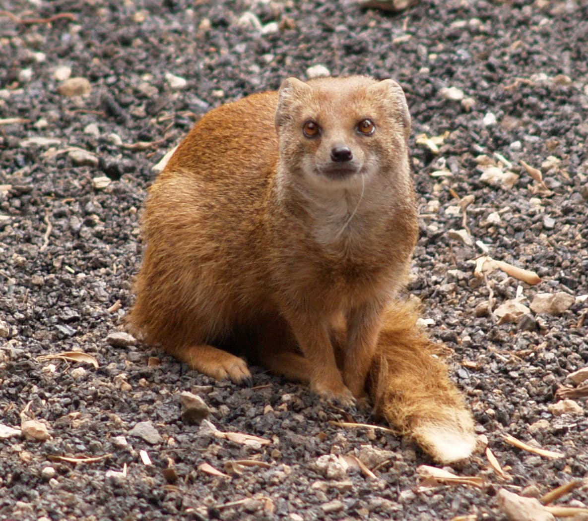 Yellow mongoose